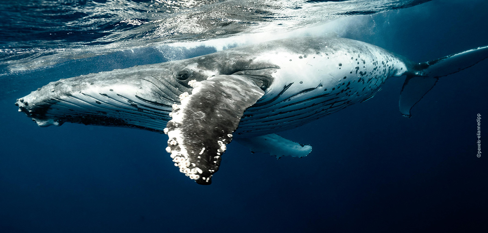 Baleine nage sous la surface de l'eau.