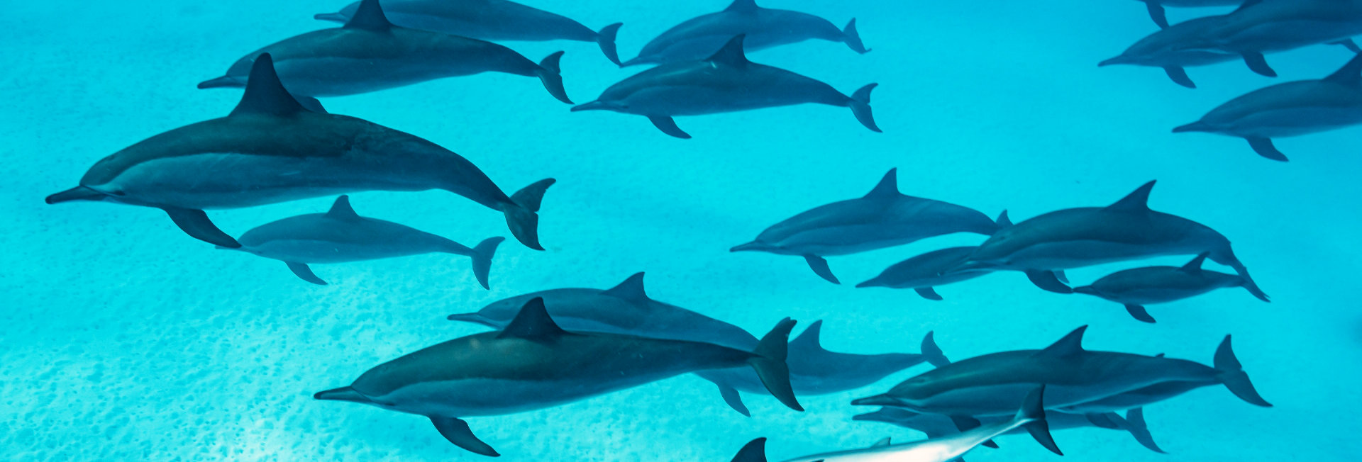 banc de dauphins sous l'eau